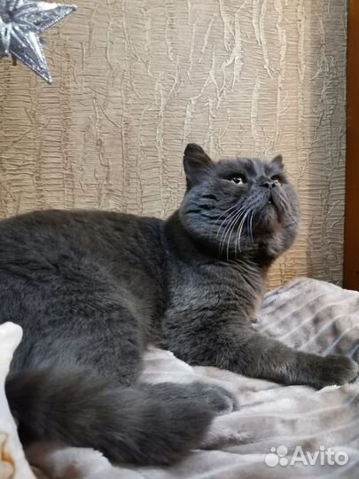 Британский диванный кот в добрые руки
