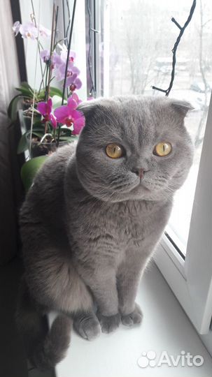 Scottish fold
