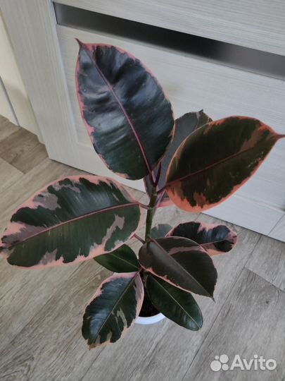 Фикус, Хамедорея, Замиокулькас, Гинура и другие