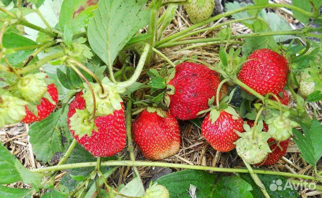 Рассада клубники