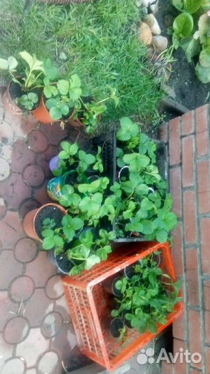 Виктория сорт альбион, Азия,Сирия