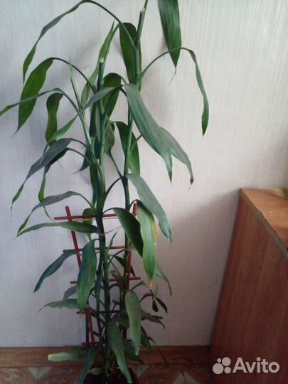 Комнатные растения.Синадениум.Бамбук.Гибискус