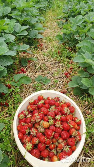 Клубника рассада (усы) 2 сорта