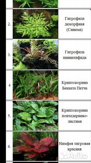 Аквариумное растение