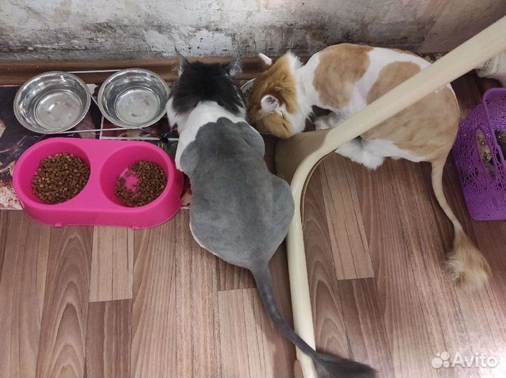 Стрижка котов