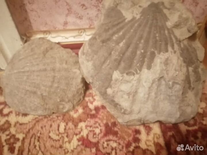 Аммониты Горный хрусталь Септарии Окаменелости