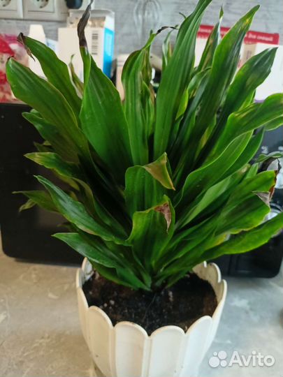 Драцена, Золотой ус