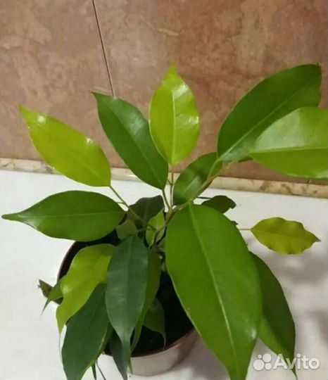 Фикус Бенджамина