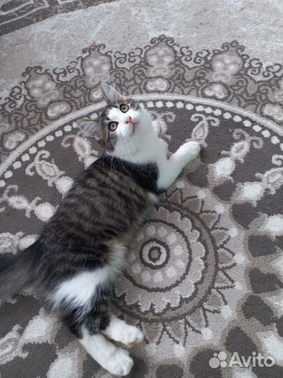 Кошка ловчая