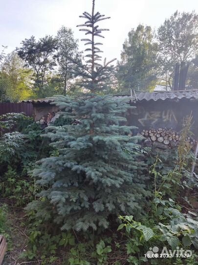 Ель голубая