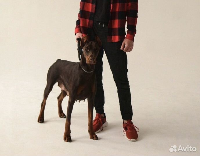 Щенки добермана