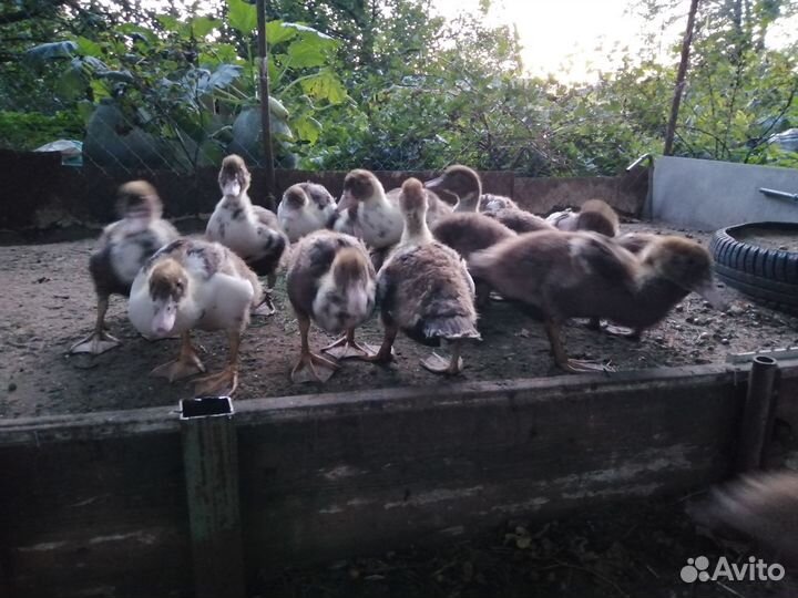 Утята индоутки подрощенные, возраст разный