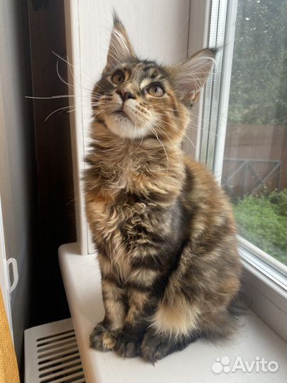 Котенок мейн-кун