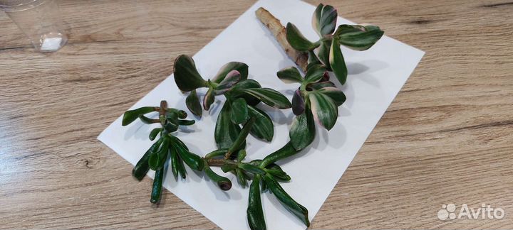 Крассулла Триколор и Коралл (толстянка)