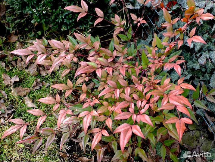 Комнатный бамбук