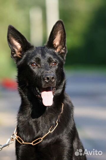 Подростки и щенки черной немецкой овчарки