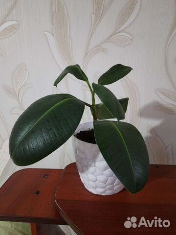 Фикус каучуконосный