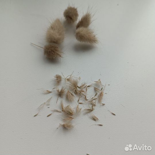 Семена лагуруса