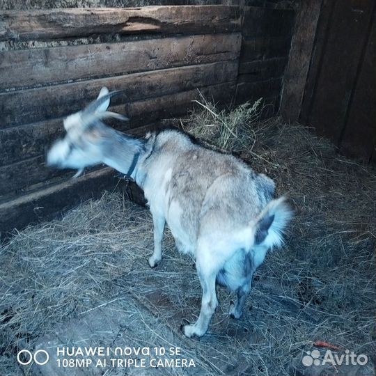 С р о ч н о Коза на мясо