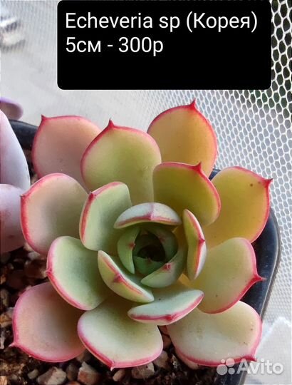 Суккуленты 4