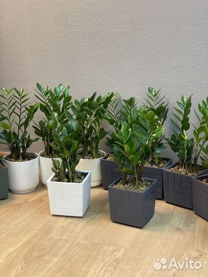 Замиокулькас пересаженный 14/50