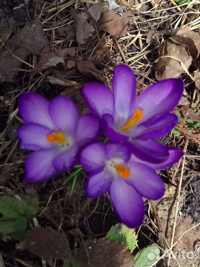 Растения многолетние разные