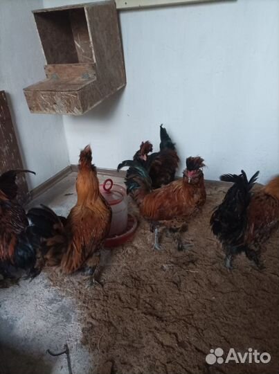 Молодые петухи