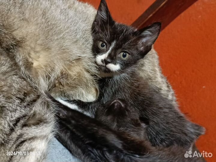 Котята в добрые руки бесплатно