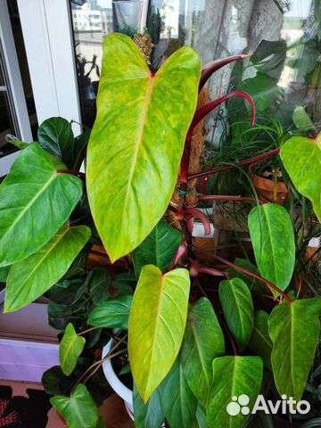 Филодендроны сортовые