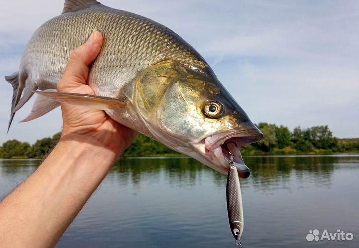 Пилькер на жереха