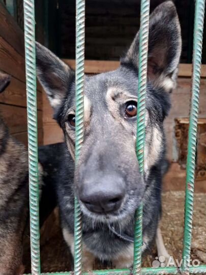 Обычная серая Собака