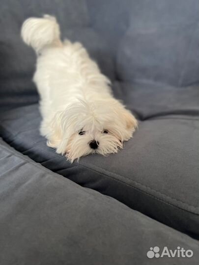 Микро Девочка Мальтезе