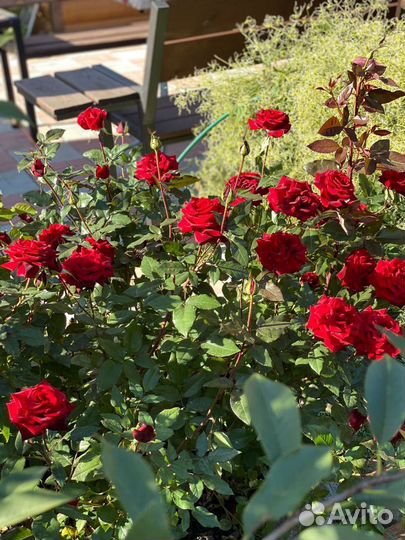 Расклейщик объявлений