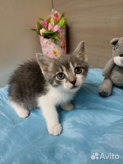 Котенок в добрые руки