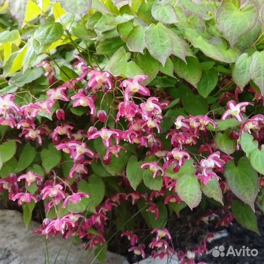 Многолетники