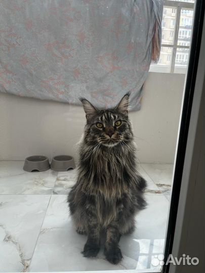 Мейн-кун котёнок- шикарная кошечка