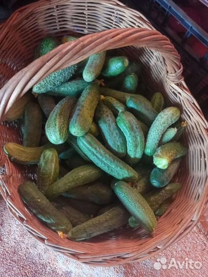 Огурцы свежие домашние