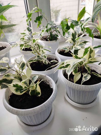 Фикус бенджамина пестролистный