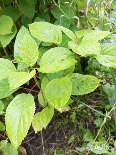 Гортензия саженцы