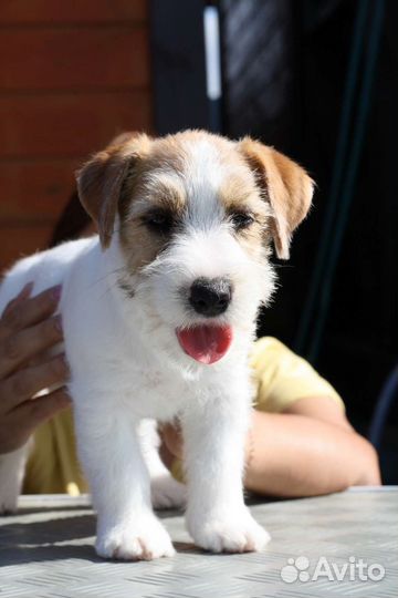 Щенки джеки гладкие и брокены с документами