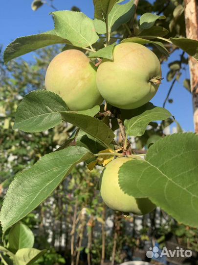 Саженцы, кустарники, многолетние цветы