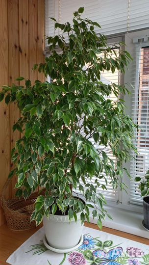 Фикус бенджамина пестролистный