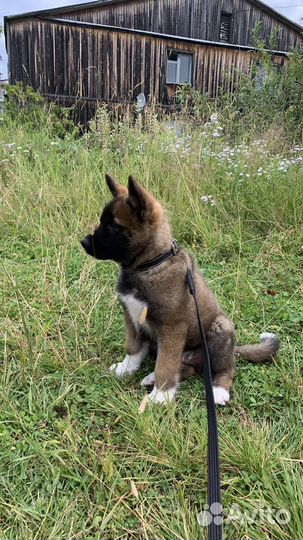 Щенок маламута