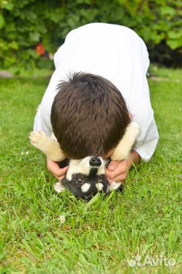 Щенок аляскинссого кли кая