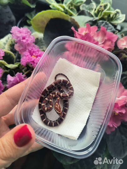 Маисовый полоз