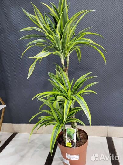 Драцена Lemon Lime