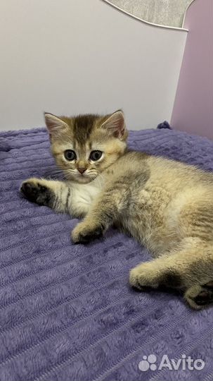 Котята золотая шиншилла