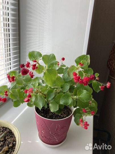 Бегония вечноцветущая махровая