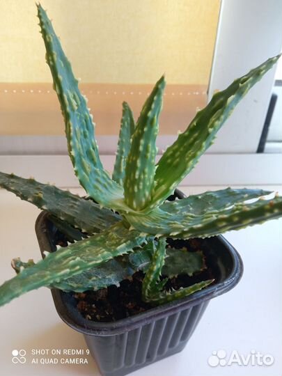 Алоэ хумилис