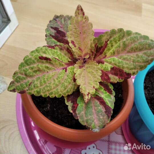 Колеус Блюме фейервей мозаик